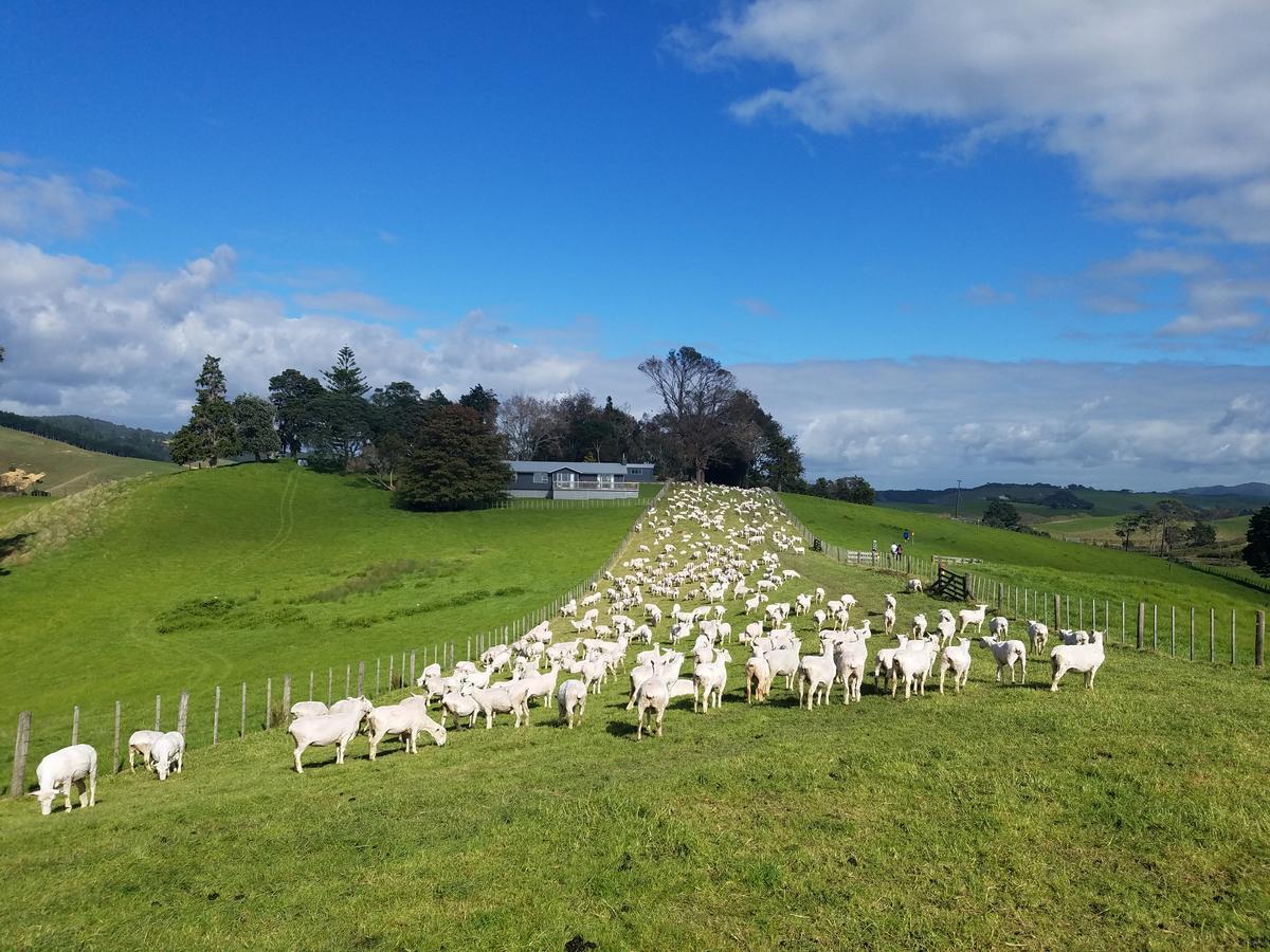 New Smart Home Nearby Plaza Auckland Extérieur photo